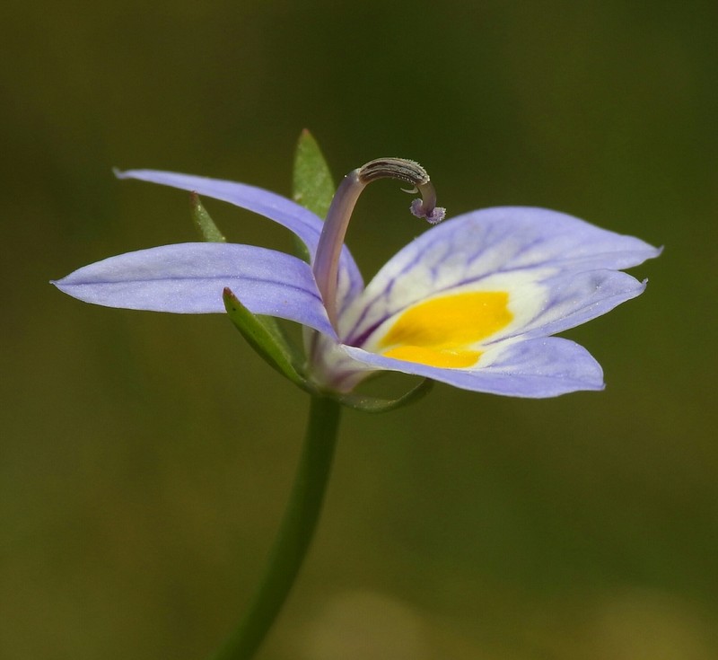 Bach's Calicoflower photo 2