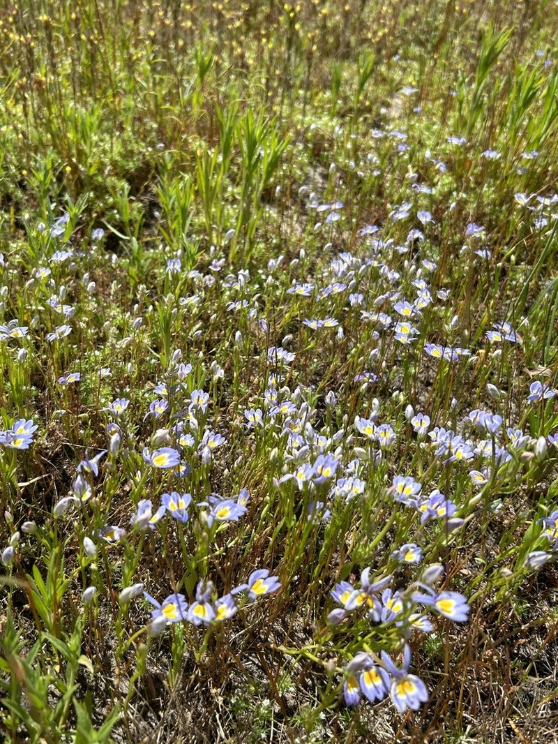 Bach's Calicoflower photo 3