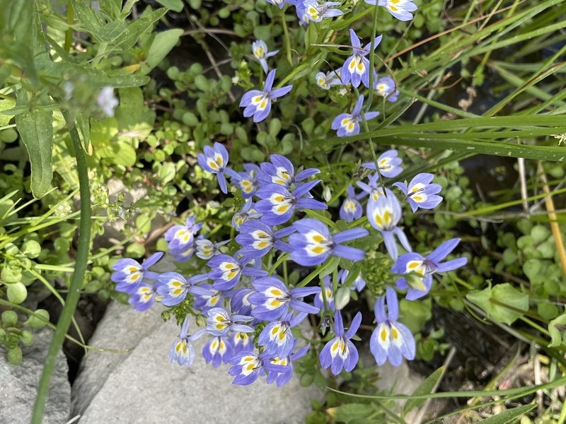 Bach's Calicoflower photo 4