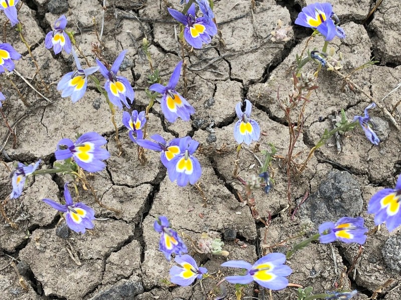 Bach's Calicoflower photo 5