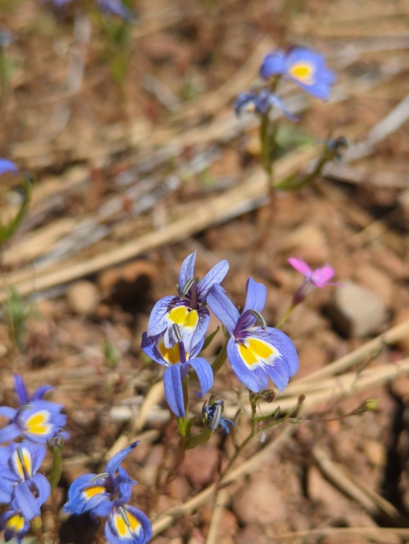 Bach's Calicoflower photo 6