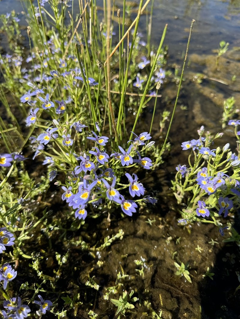 Bach's Calicoflower photo 7