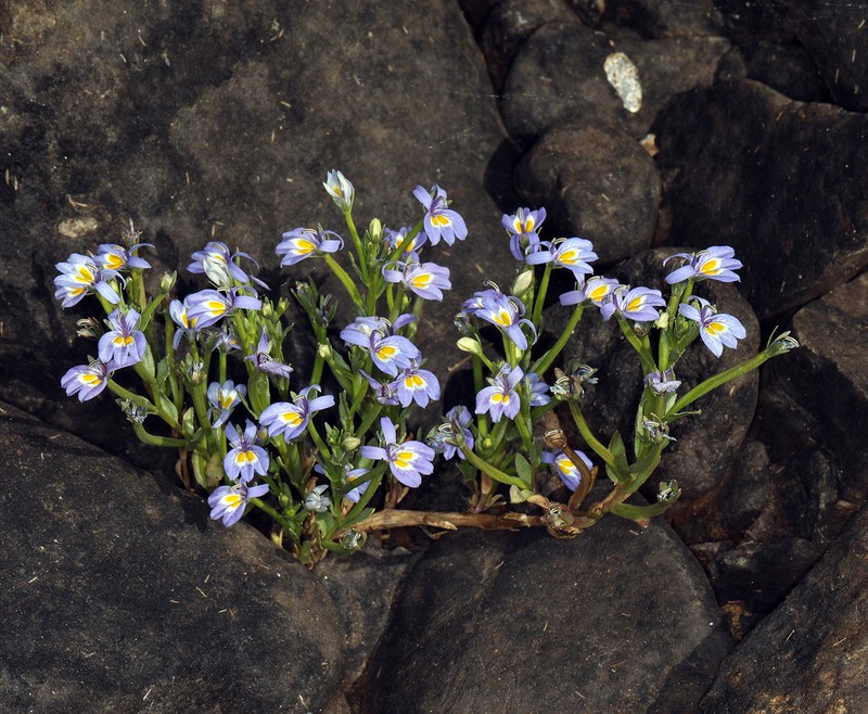 Bach's Calicoflower photo 8