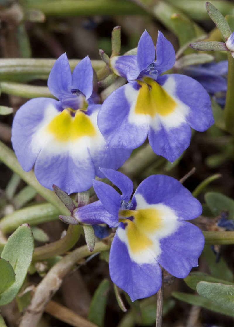 Hoover's Calicoflower