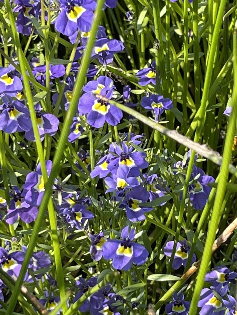 Hoover's Calicoflower