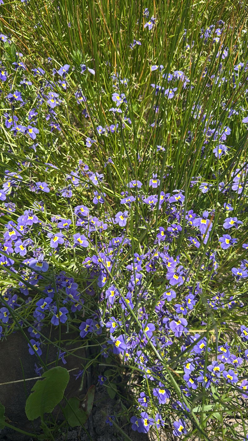 Hoover's Calicoflower photo 2