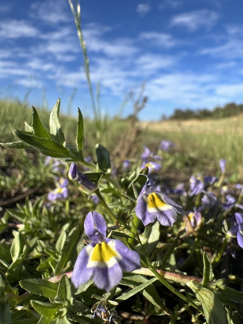 Hoover's Calicoflower photo 3