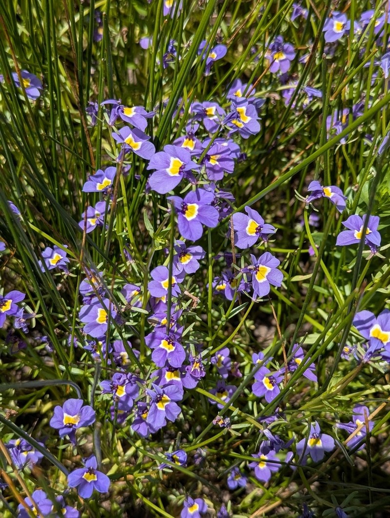 Hoover's Calicoflower photo 4