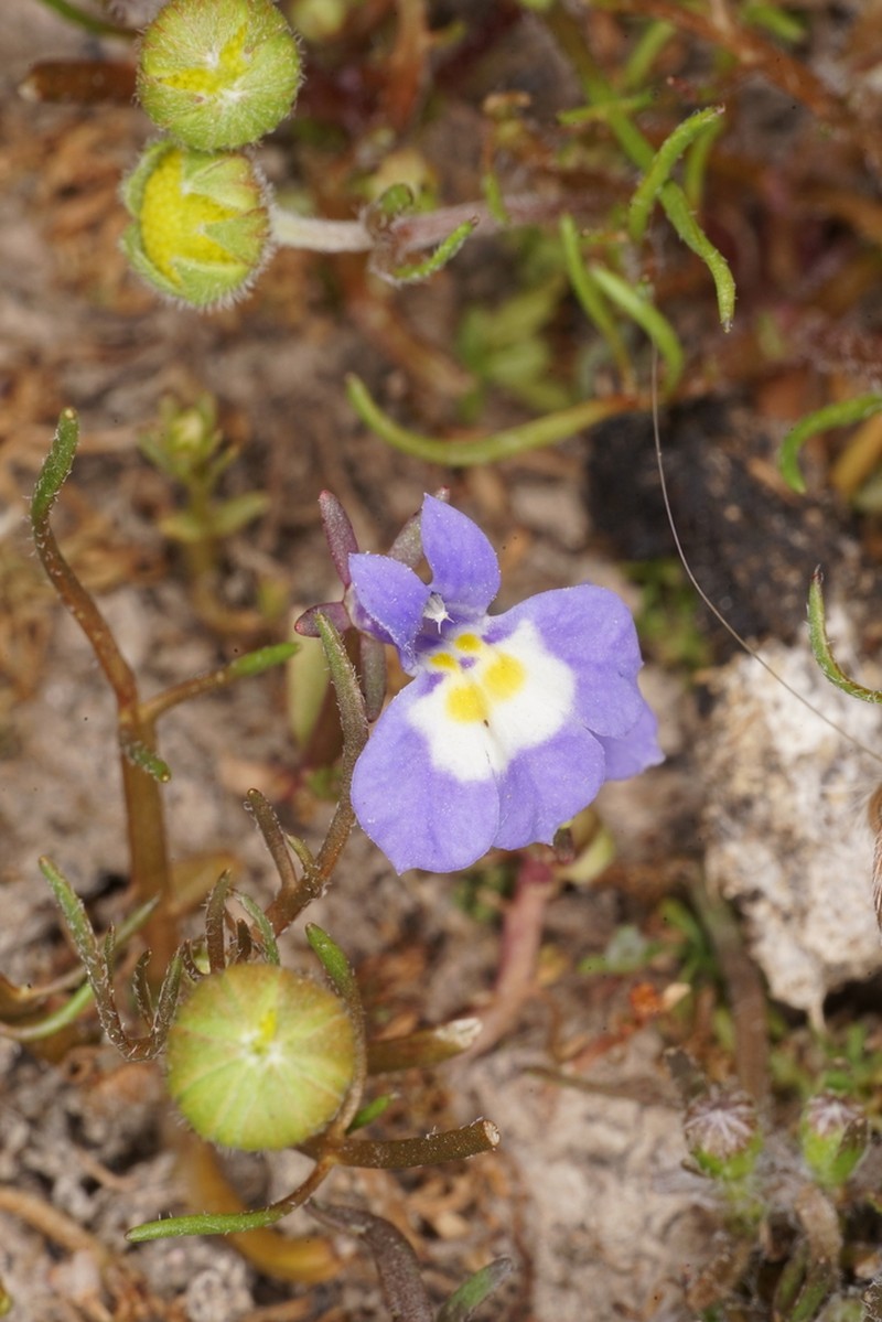 Hoover's Calicoflower photo 5