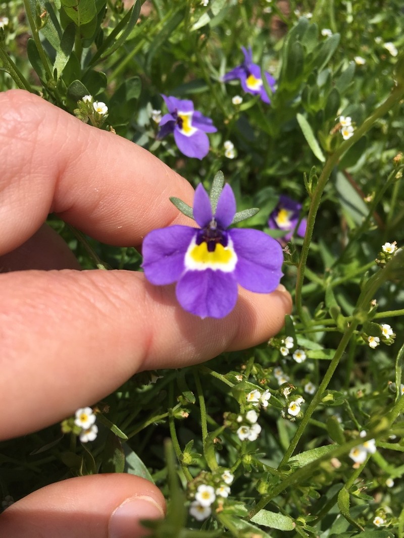 Hoover's Calicoflower photo 6