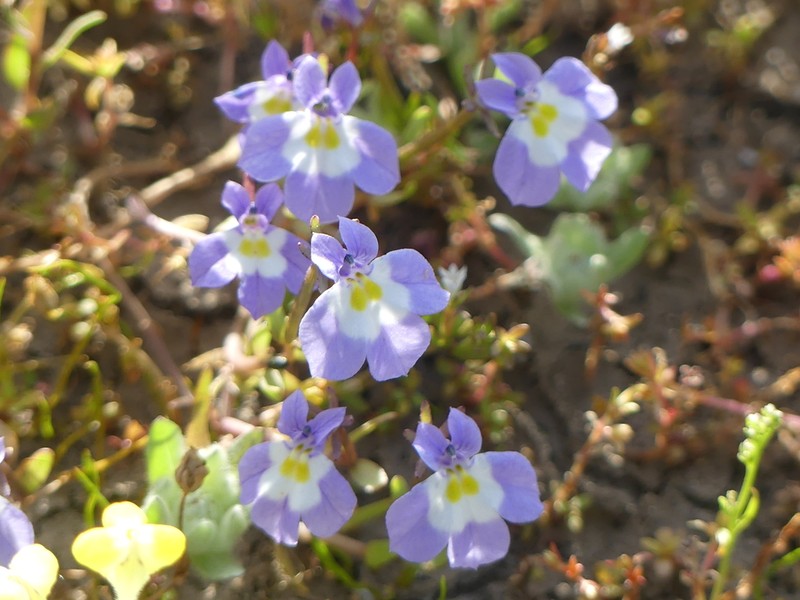 Hoover's Calicoflower photo 7
