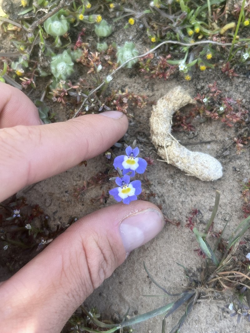 Hoover's Calicoflower photo 8