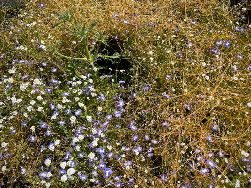 Doublehorn Calicoflower photo 2