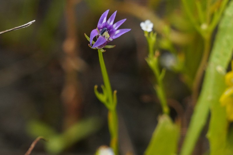 Doublehorn Calicoflower photo 3