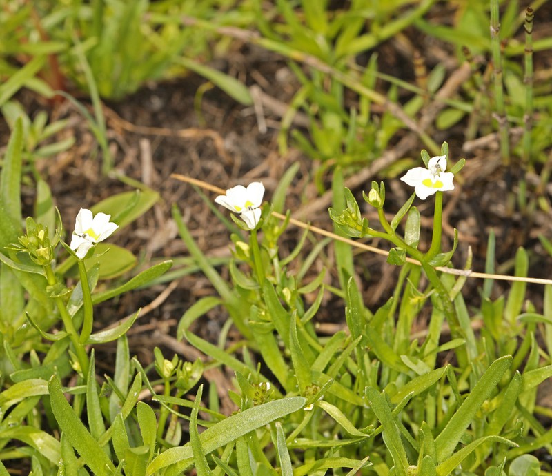 Doublehorn Calicoflower photo 4