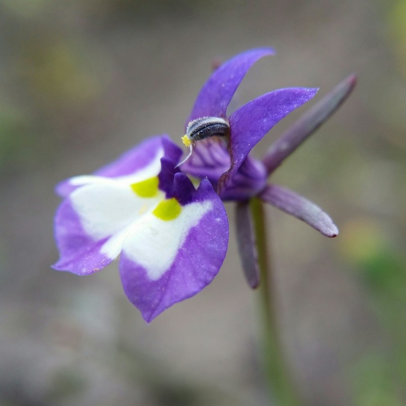Doublehorn Calicoflower photo 5
