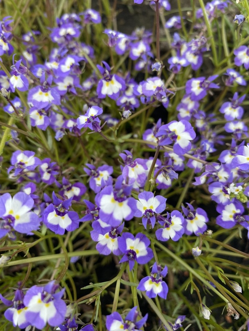 Doublehorn Calicoflower photo 7