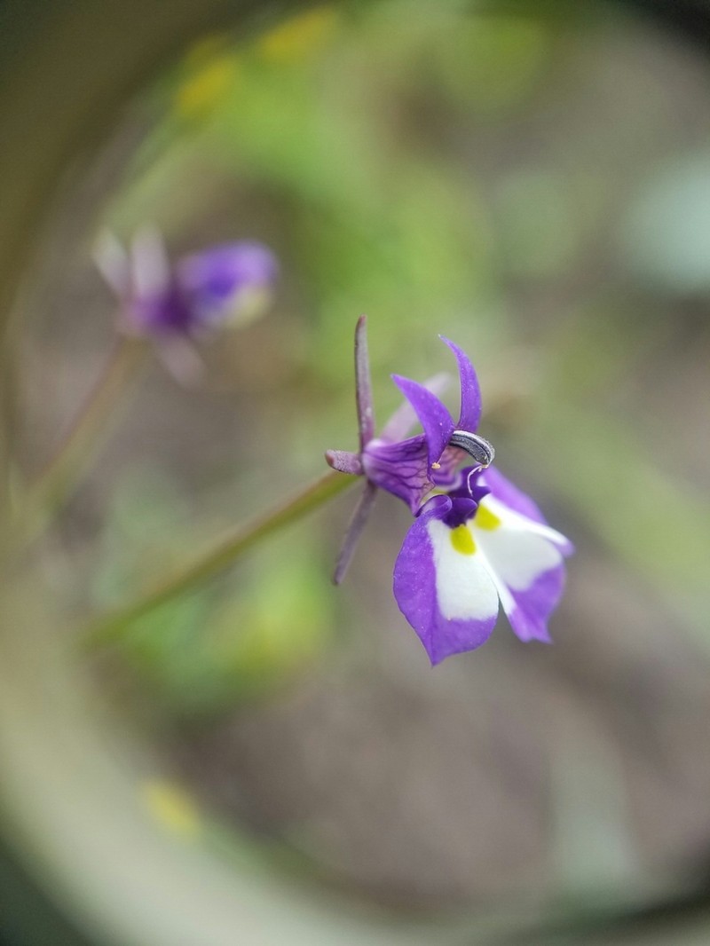 Doublehorn Calicoflower photo 8