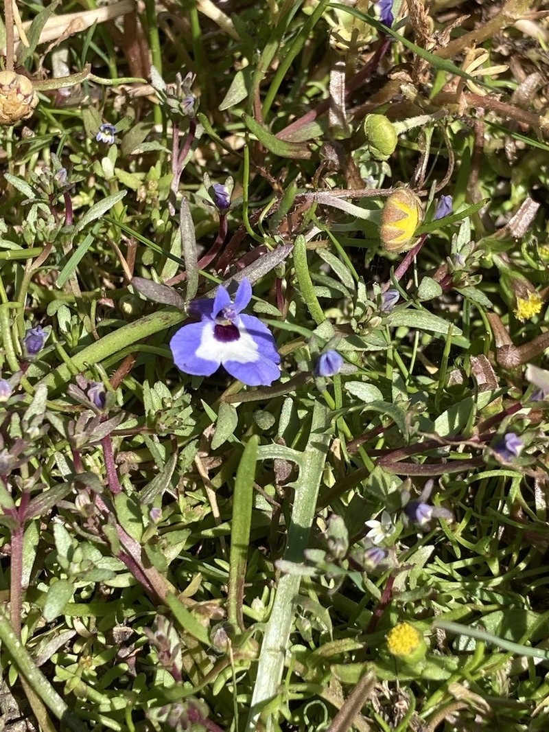 Maroonspot Calicoflower photo 2