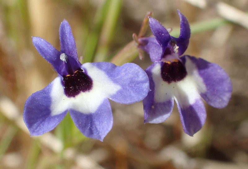 Maroonspot Calicoflower photo 5