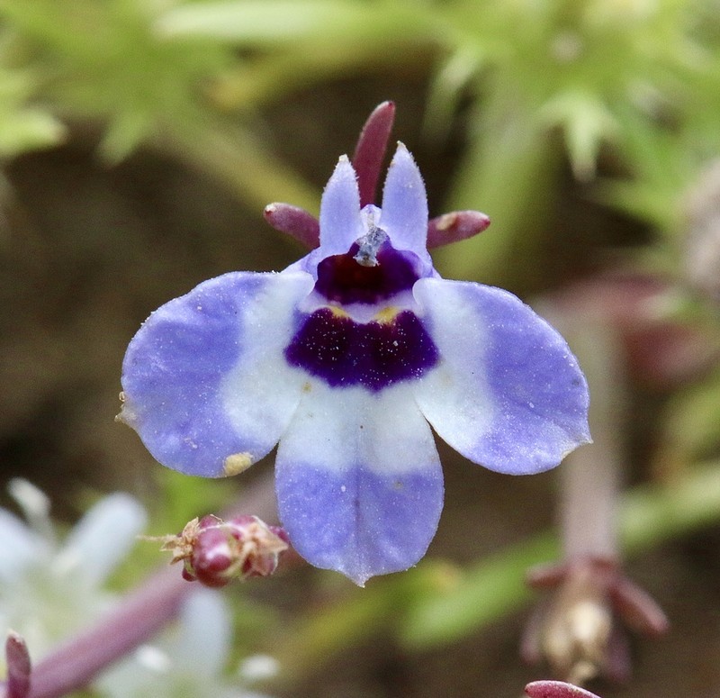 Maroonspot Calicoflower photo 6