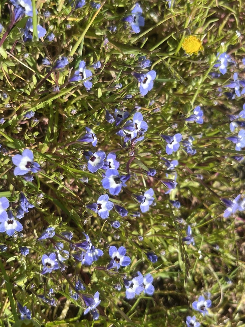 Maroonspot Calicoflower photo 7