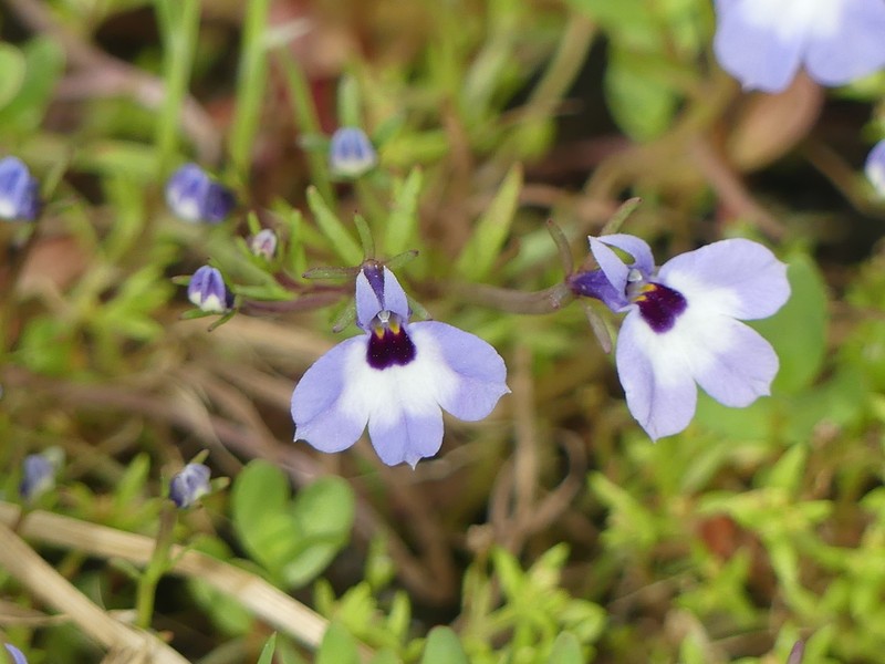 Maroonspot Calicoflower photo 8