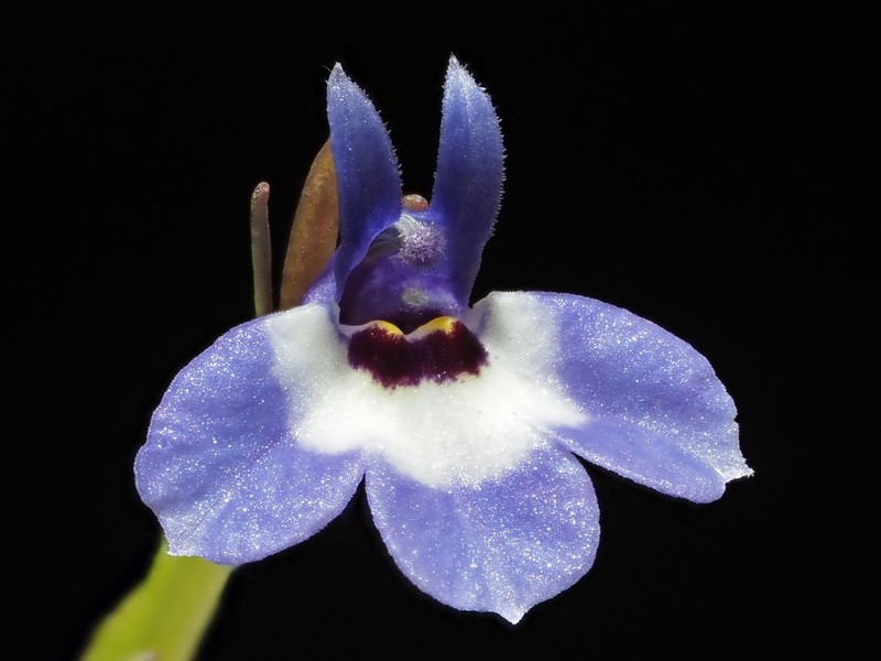 Downingia concolor subsp. brevior