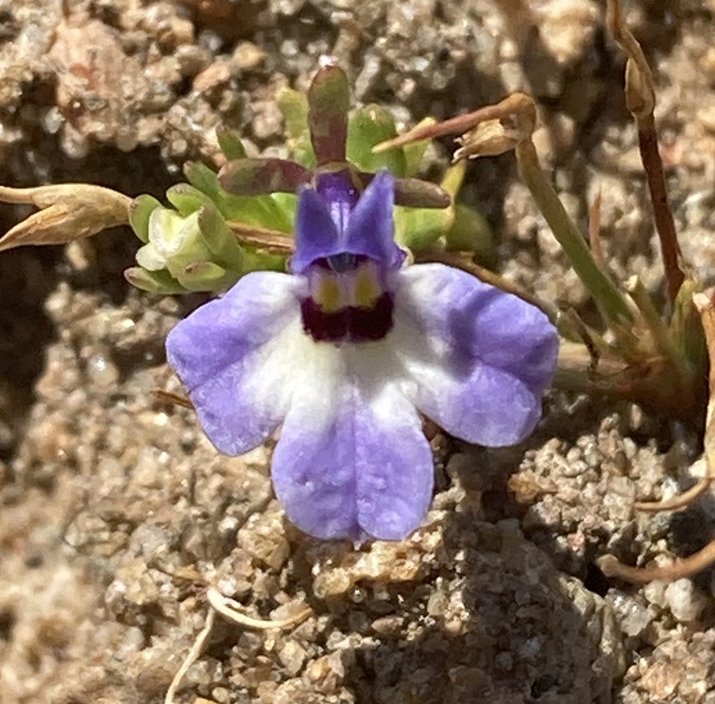 Downingia concolor subsp. brevior photo 2