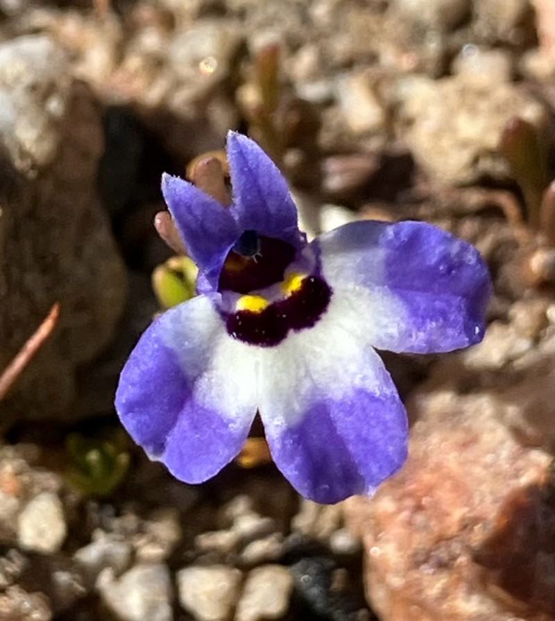 Downingia concolor subsp. brevior photo 3