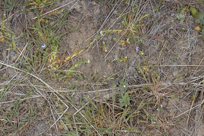 Downingia concolor subsp. brevior photo 4