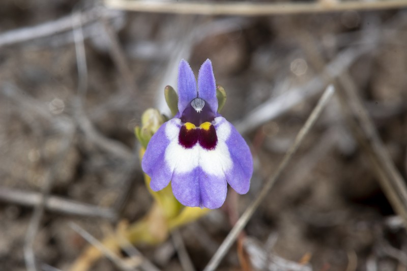 Downingia concolor subsp. brevior photo 5