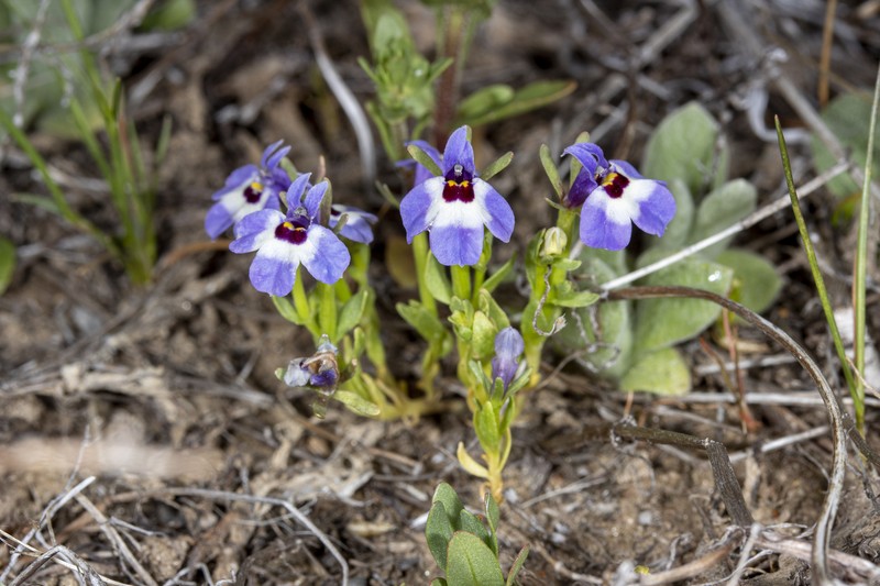 Downingia concolor subsp. brevior photo 6