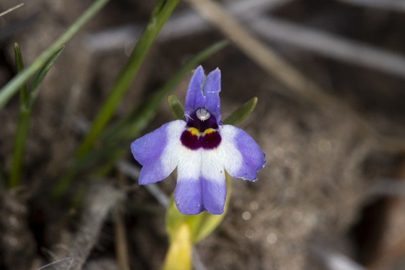 Downingia concolor subsp. brevior photo 7