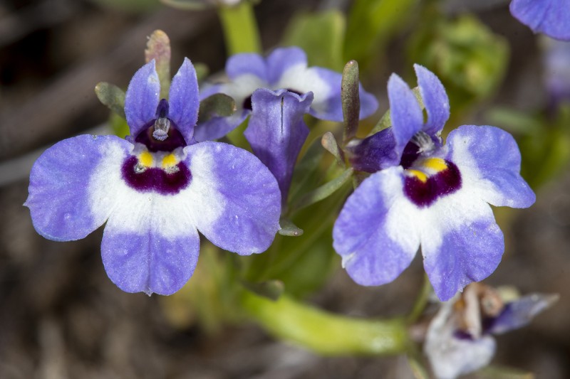 Downingia concolor subsp. brevior photo 8
