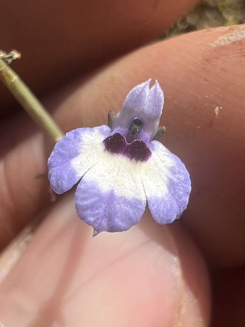 Downingia concolor subsp. concolor