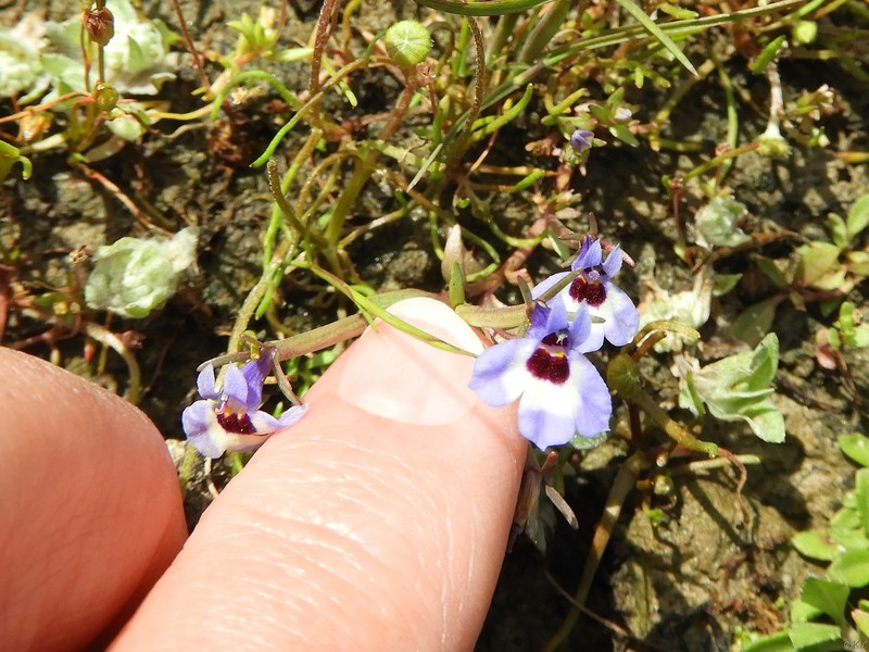 Downingia concolor subsp. concolor photo 2