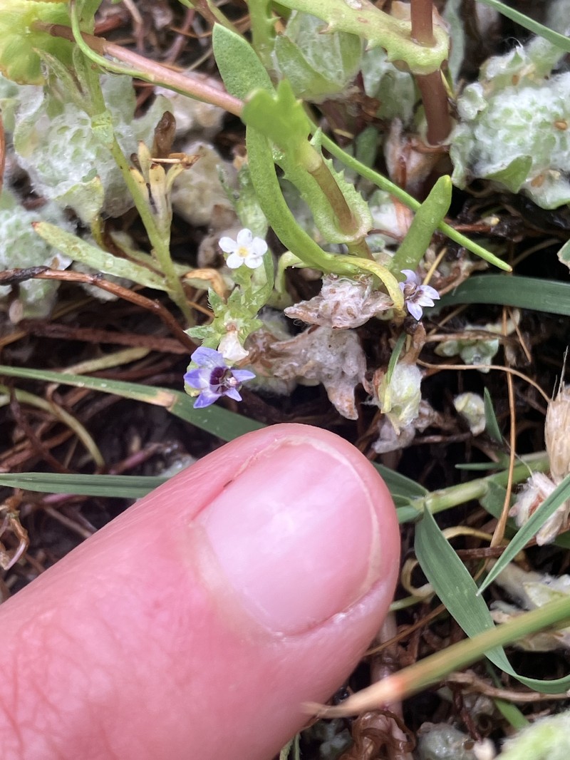 Downingia concolor subsp. concolor photo 3
