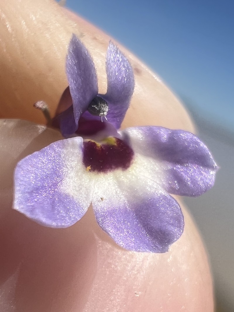 Downingia concolor subsp. concolor photo 4