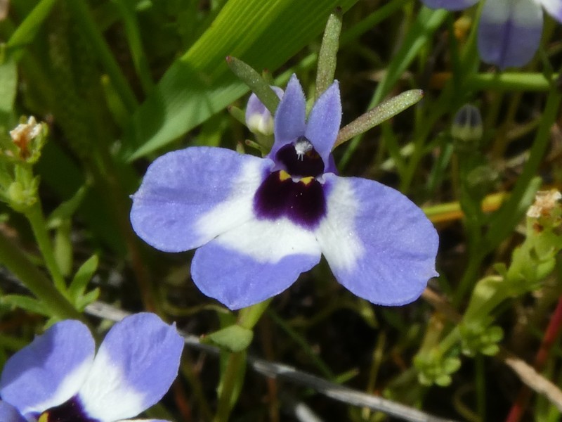 Downingia concolor subsp. concolor photo 7