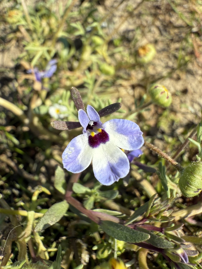 Downingia concolor subsp. concolor photo 8