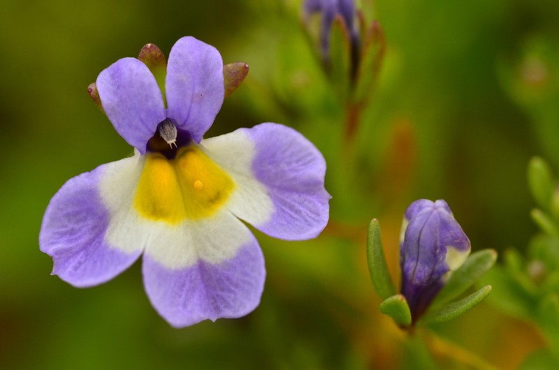 Toothed Calicoflower