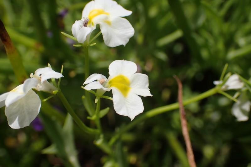 Toothed Calicoflower photo 2