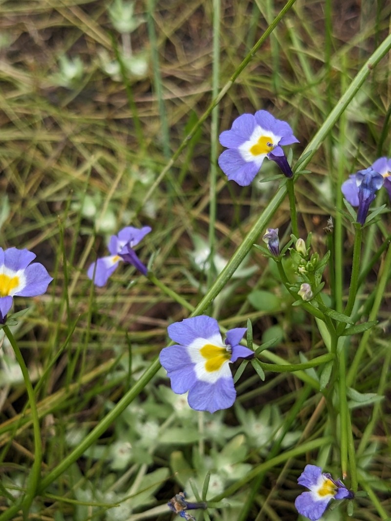 Toothed Calicoflower photo 3