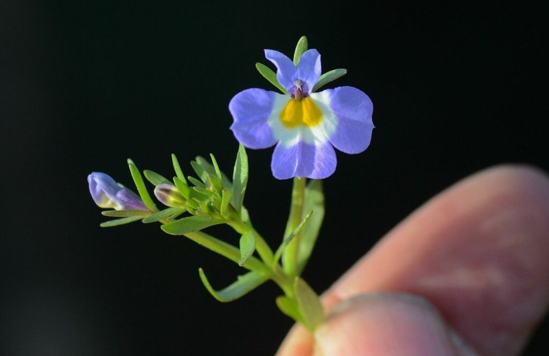 Toothed Calicoflower photo 4