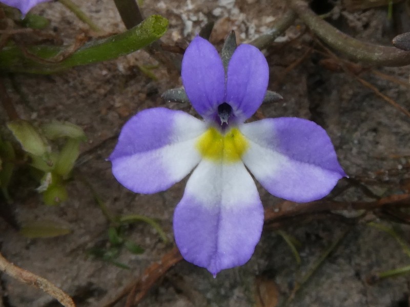Toothed Calicoflower photo 5