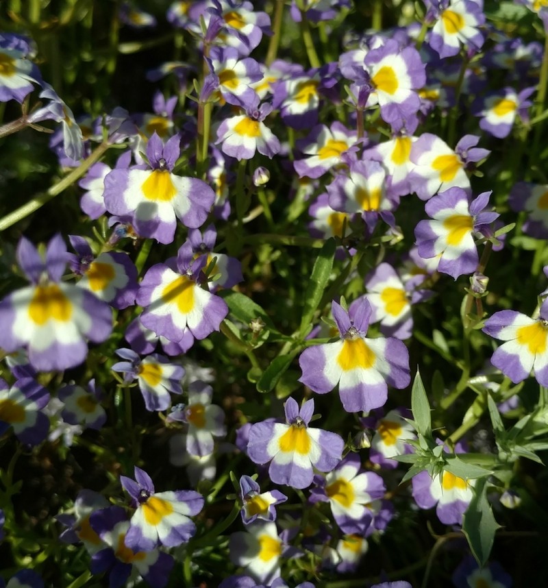 Toothed Calicoflower photo 6