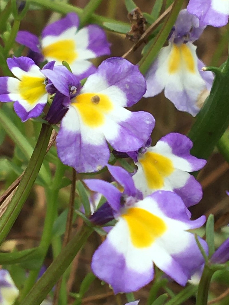 Toothed Calicoflower photo 8