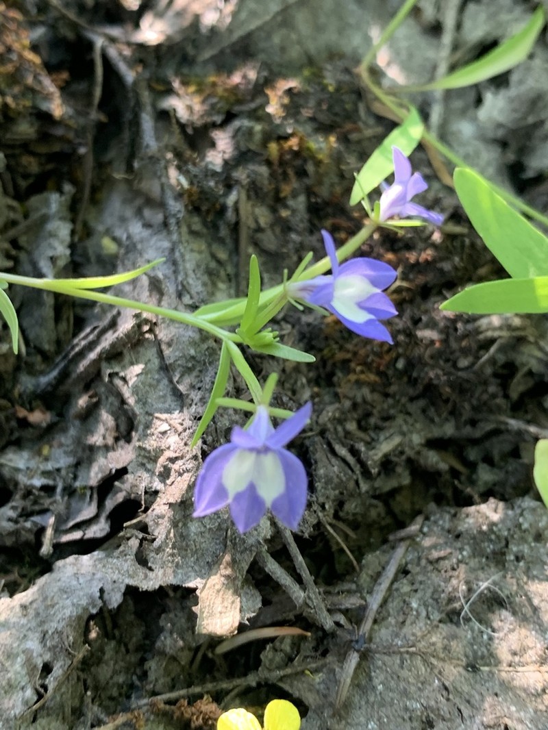 Elegant Calicoflower