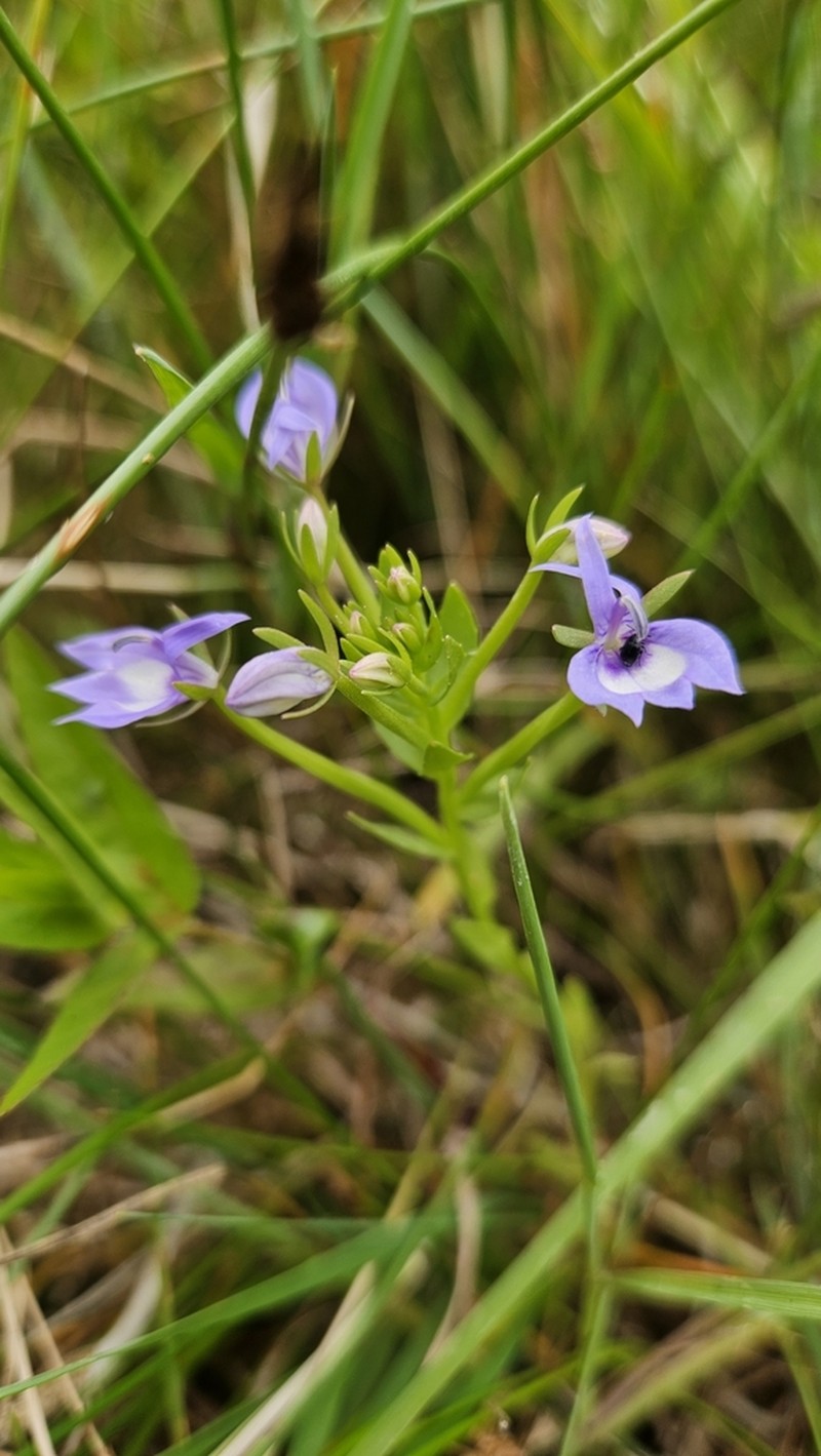 Elegant Calicoflower photo 3